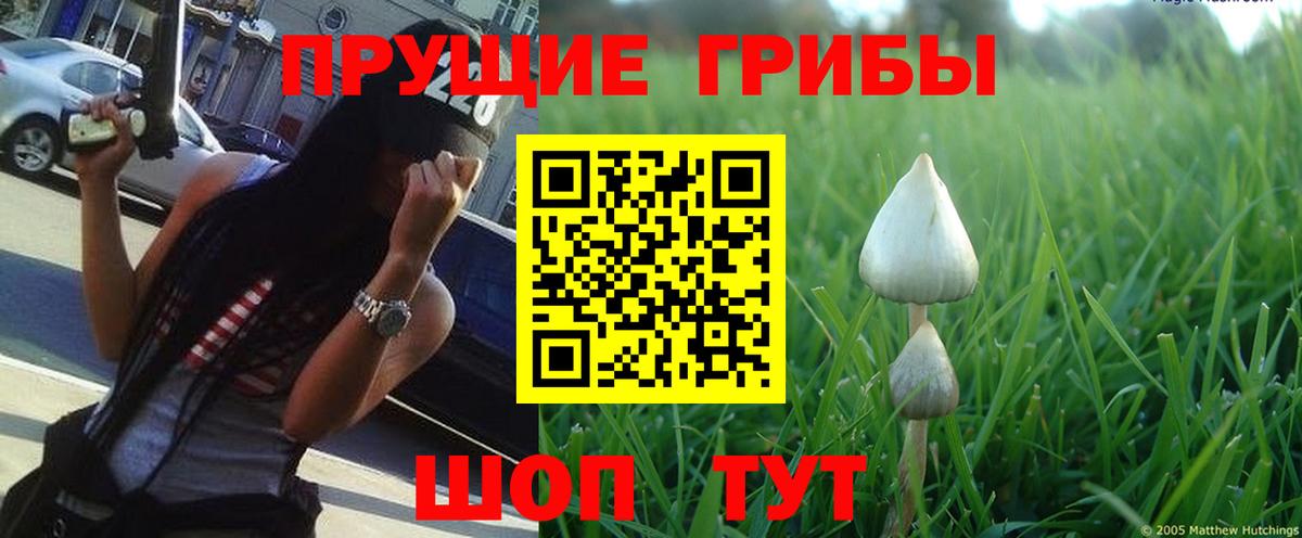 Галлюциногенные грибы Psilocybine cubensis  Павловский Посад 